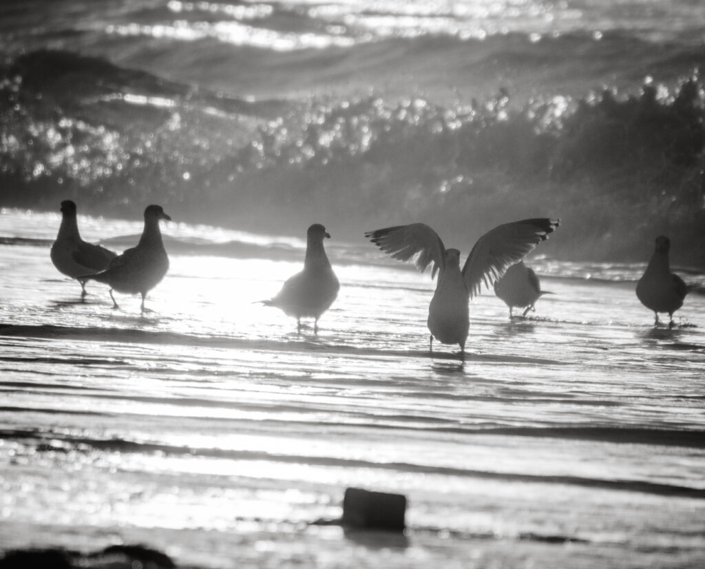 Möwen am Strand von Sylt als Sinnbild für Angie - Eure Hochzeitsfotografin in Hamburg